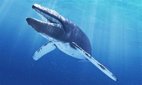 11 Fakten über Megalodon Den Riesigen Prähistorischen Hai