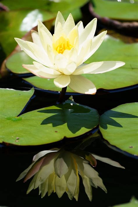 ★hiroの部屋★ 宮崎の花 御池（みそぎ池）の睡蓮（すいれん）宮崎市阿波岐原町