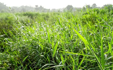 Fodder Plants Of Nepal A Guide To Sourcing Nutritious Feed For Your Livestock