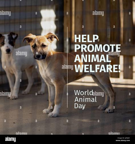 Composition Of Help Promote Animal Welfare Text Over Dogs World Animal