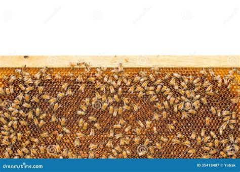 Bees On Honeycomb Frame Royalty Free Stock Photography Image 35418487