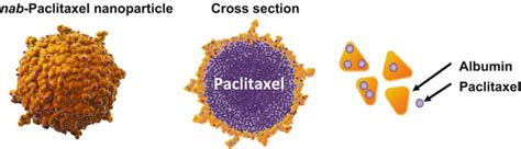 Nanoparticle Albumin Bound Paclitaxel Abraxane® Springerlink