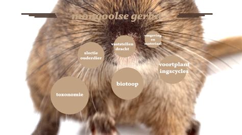 mongoolse gerbil by amber bootz on Prezi