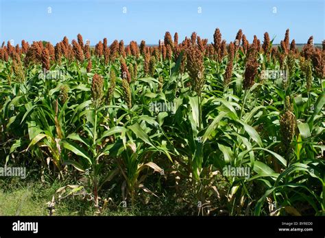 Mature Harvest Ready Grain Sorghum Sorghum Is Used In Uruguay Mostly