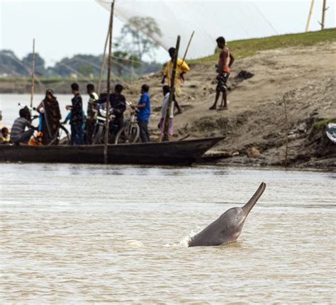 The Conservation Saga of the Ganges River Dolphin