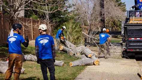 Understanding The Environmental Impact Of Tree Removal