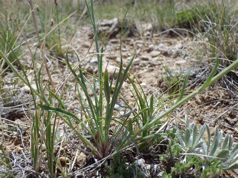 Erigeron Ochroleucus The Narrow Grass Like Leaves Of This Flickr