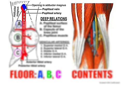 SOLUTION Popliteal Fossa Bandook Studypool