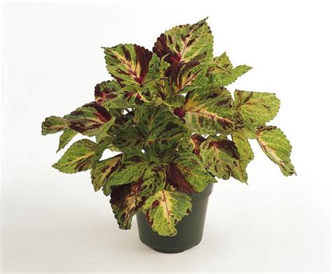 Coleus Scutellarioides Wizard Mosaic Lucas Greenhouses