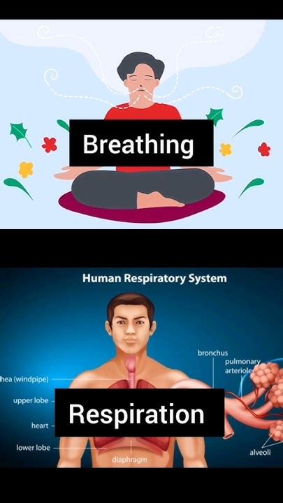 Difference Between Breathing And Respiration Class 10 Biology Science Shorts Youtube