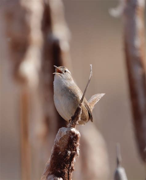 Marsh Wren Audubon Field Guide