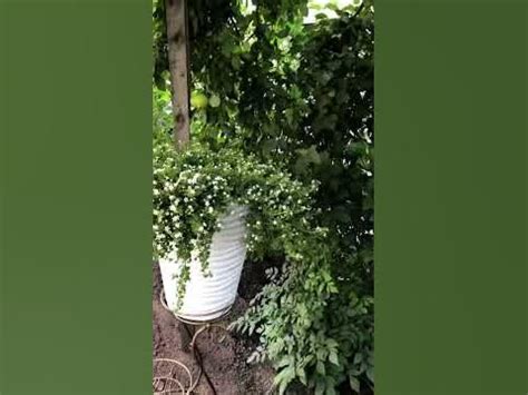 Бакопа в кашпо - YouTube
