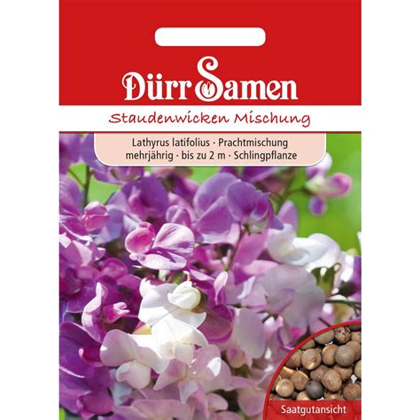 D Rr Samen Staudenwicke Packung Bloomling Deutschland