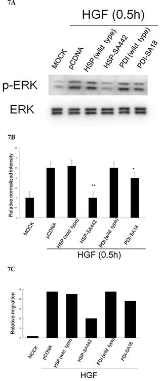 Oxidation Of Heat Shock Protein 60 And Protein Disulfide Isomerase