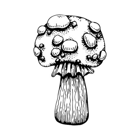 Premium Vector Poison Mushroom Fly Agaric Red Toadstool In Sketch