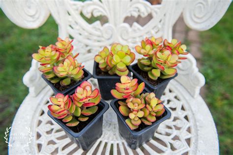 Crassula Ovata Minima Sunset UK Grown Succulents Mini Money