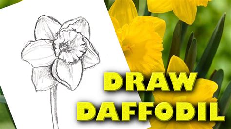 Daffodil Flower Drawing Easy | Best Flower Site