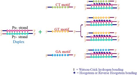 Triplex Formation Inhibits The Gene Expression By I Promoter