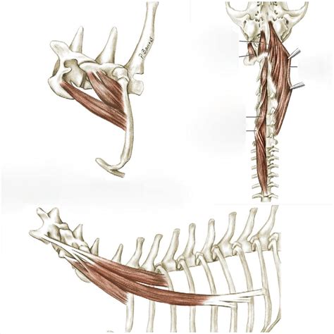 Anatomy Muscles Of The Neck Vertebral Column And Scalenus