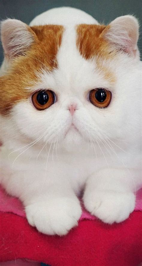 Кошки породы экзот | Exotic shorthair cat, Snoopy cat, Cute baby animals