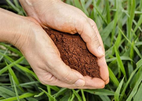 Embrapa Na Cop Brasil L Der Mundial Em Uso De Biofertilizantes E