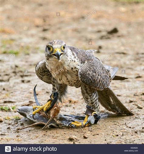 Falcon Talons High Resolution Stock Photography And Images Alamy