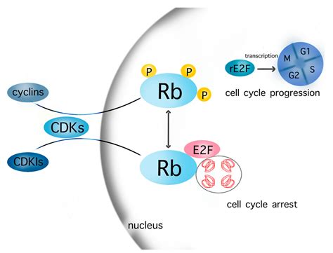 Biomedicines Free Full Text Mechanisms Of Cell Cycle Arrest And