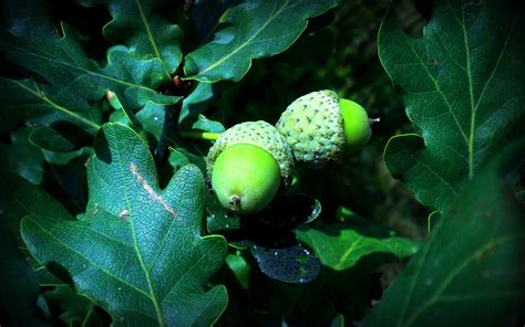Acorn