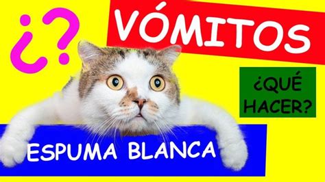 Qué puede causar que mi gato vomite espuma blanca Consejos para