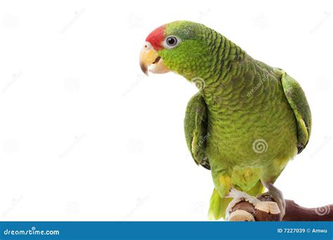 Mexican Red Headed Amazon Parrot Stock Image Image Of Beauty Green