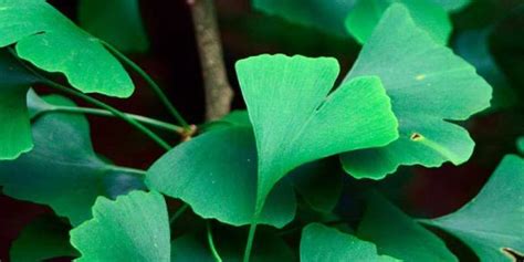 Ginkgo Biloba Les Bienfaits Pour Votre Cerveau