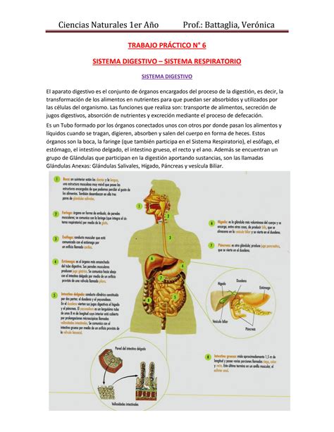 Solution Trabajo Pr Ctico Sistema Digestivo Y Sistema Respiratorio