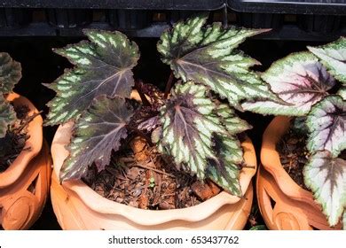 Begonia Rex Putz Royalty Free Images Stock Photos Pictures