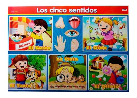 Póster Didáctico 5 Sentidos 230 00 en Mercado Libre