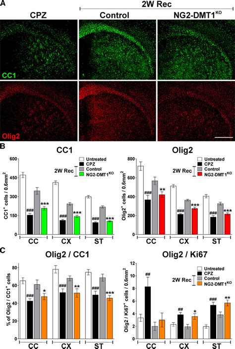 Decreased Density Of Mature OLs During The Remyelination Of The