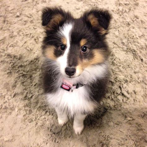 Sheltie Tumblr Shetland Sheepdog Puppies Sheltie Shetland Sheepdog