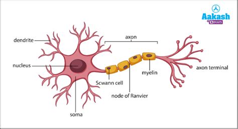 Conduction Of Nerve Impulse In Biology Definition Types And