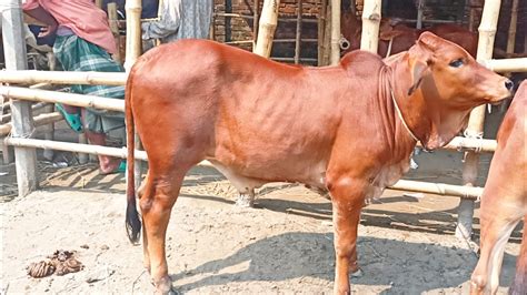 আজ ৯ অক্টোবর ২৩ ক্রেতা কম ছোট ছোট শাহিওয়াল ষাঁড় বাছুর গরুর দাম