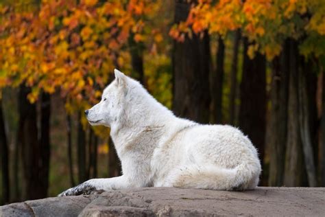 Arctic Wolf In Fall Season Photo Photograph Wolf Posters For Walls