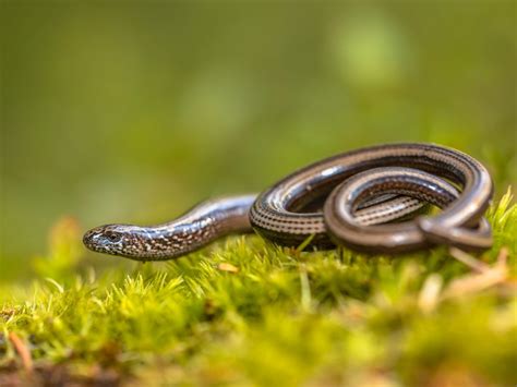 L Orbettino Anguis Fragilis