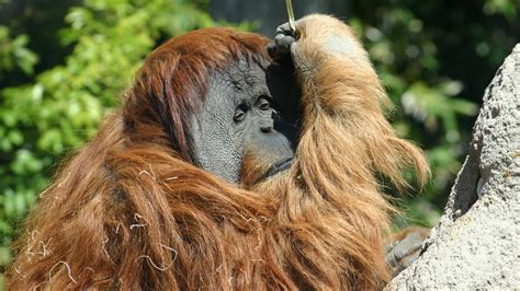 A New Approach to Orangutan Conservation Is Needed to Save the Species ...