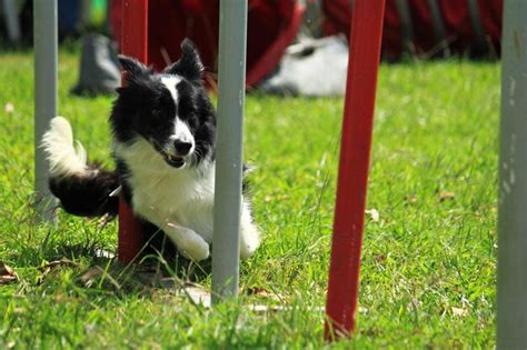 Premium Photo | Obstacle course dog agility