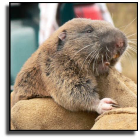 Gopher Control Trapping & Removal Services in Florida