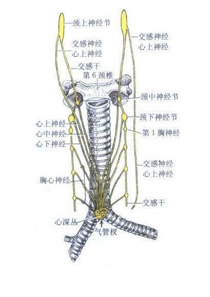 心的神经解剖示意图 人体解剖图 医学图库