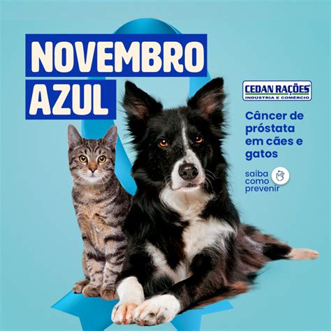 Novembro azul para pets a importância de exames periódicos em cães e