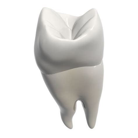 Primer Premolar Superior Modelo 3D 18 Max Free3D