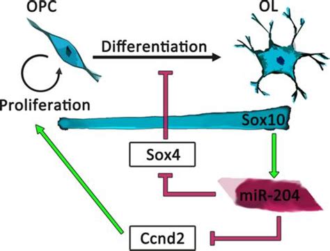 MicroRNA miR 204 调节培养中少突胶质细胞的增殖和分化 Glia X MOL