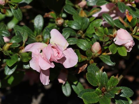 Japanische Azalee Scotian Rosebud Rhododendron Obtusum Scotian