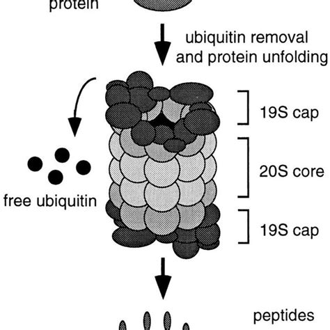 Schematic Representation Of A 26S Proteasome The 20S Proteolytic