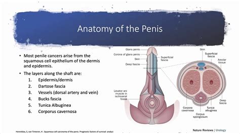 Penile Skin Diagram